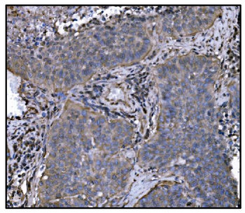 Anti-Hsp90 alpha Antibody (monoclonal, 6B5)