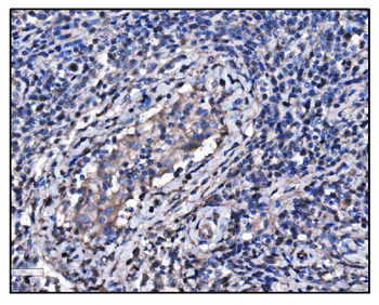 Anti-Hsp90 alpha Antibody (monoclonal, 6B5)