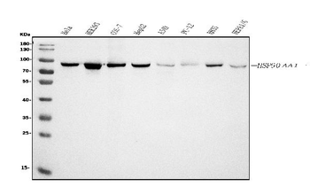 Anti-Hsp90 alpha Antibody (monoclonal, 6B5)