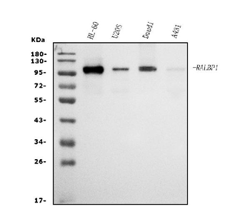Anti-RALBP1 Antibody (monoclonal, 2E11)