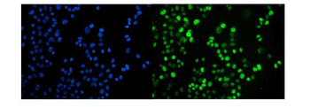 Anti-JAB1 Antibody (monoclonal, 4G9)