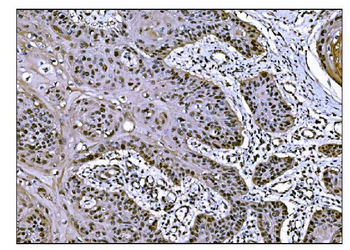 Anti-JAB1 Antibody (monoclonal, 4G9)