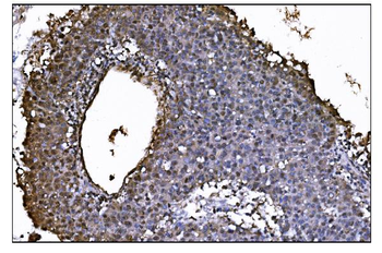 Anti-JAB1 Antibody (monoclonal, 4G9)