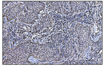 Anti-JAB1 Antibody (monoclonal, 4G9)