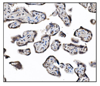 Anti-JAB1 Antibody (monoclonal, 4G9)