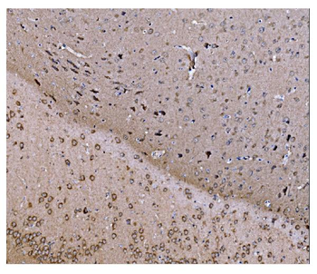 Anti-JAB1 Antibody (monoclonal, 4G9)