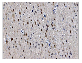 Anti-JAB1 Antibody (monoclonal, 4G9)