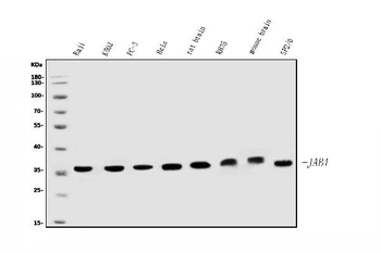 Anti-JAB1 Antibody (monoclonal, 4G9)