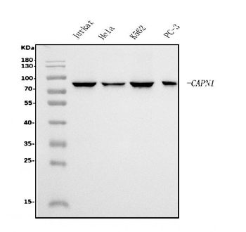 Anti-Calpain 1 Antibody (monoclonal, 2E3)