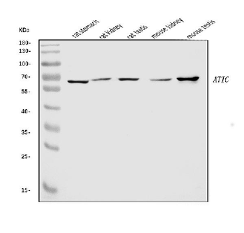 ATIC Antibody