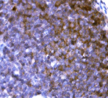 Cd19 Antibody