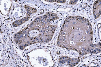 Anti-p57 Kip2/CDKN1C Antibody