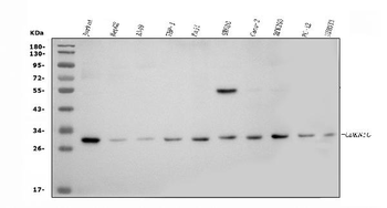 Anti-p57 Kip2/CDKN1C Antibody