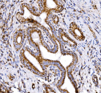 Anti-COX6B1 Antibody