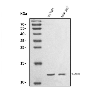 Anti-COX6B1 Antibody