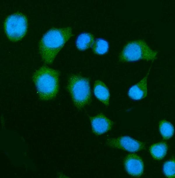 Anti-DAP1/DAP Antibody