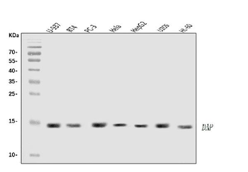 Anti-DAP1/DAP Antibody