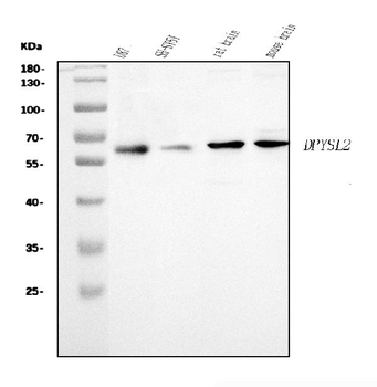 Anti-CRMP2/DPYSL2 Antibody