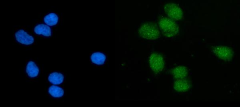Anti-EIF1 Antibody