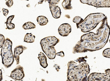 Anti-EIF1 Antibody