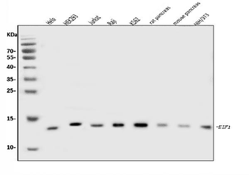 Anti-EIF1 Antibody