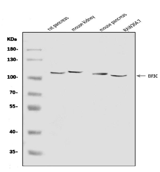 Anti-EIF3C Antibody