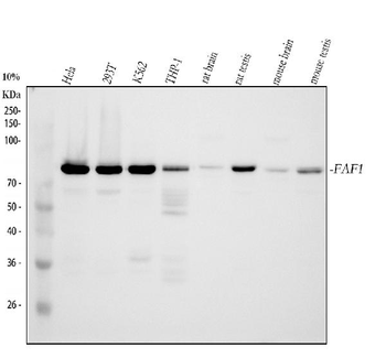 Anti-FAF1 Antibody