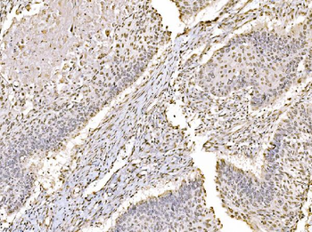 Anti-c-Jun/JUN Antibody