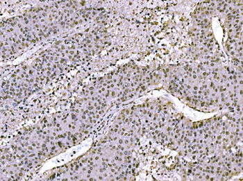 Anti-c-Jun/JUN Antibody