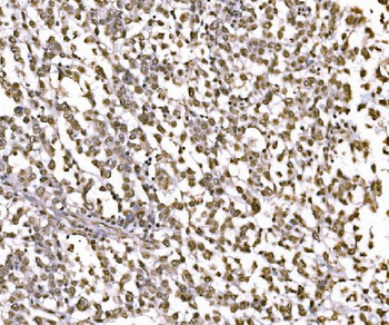 Anti-c-Jun/JUN Antibody