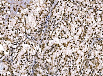 Anti-c-Jun/JUN Antibody
