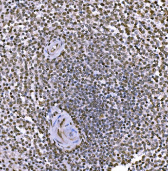 Anti-c-Jun/JUN Antibody