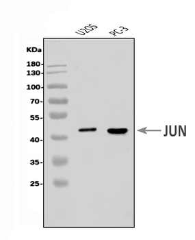 Anti-c-Jun/JUN Antibody
