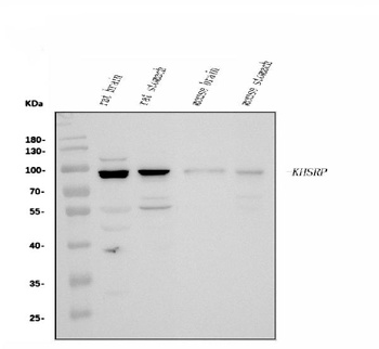 KHSRP Antibody