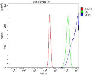 KIF5A Antibody