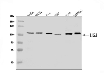 Anti-DNA Ligase III/LIG3 Antibody