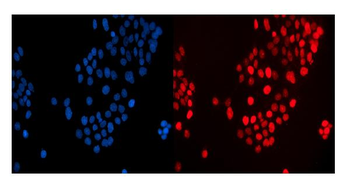 Anti-MAFF Antibody