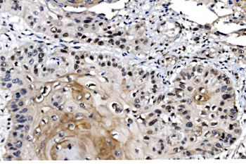 Anti-MAFF Antibody