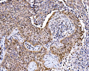 Anti-MAFF Antibody