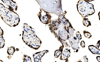 Anti-MAFF Antibody