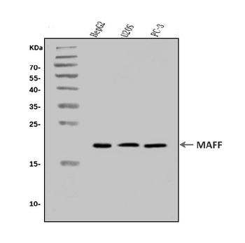 Anti-MAFF Antibody