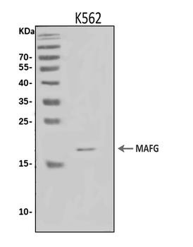 Anti-MAFG Antibody