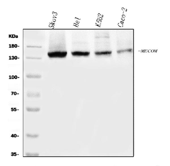Anti-EVI1/MECOM Antibody