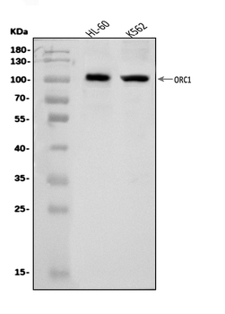 Anti-ORC1 Antibody