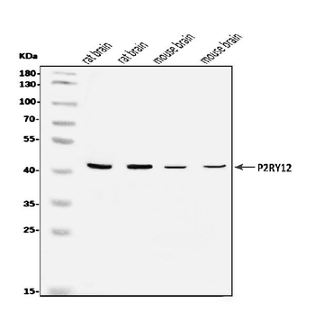 Anti-P2Y12/P2ry12 Antibody