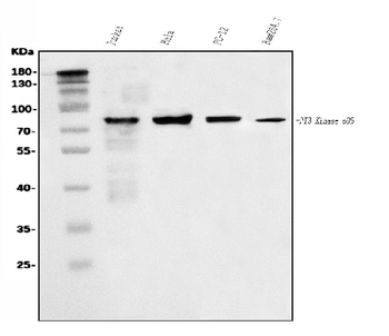 Anti-PI 3 Kinase p85 alpha/PIK3R1 Antibody