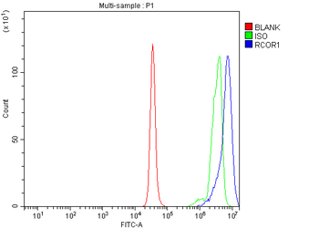 Anti-CoREST/RCOR1 Antibody