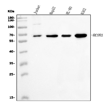 Anti-CoREST/RCOR1 Antibody