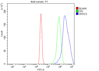 Shoc2/Sur8 Antibody