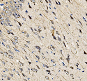 Anti-Shoc2/Sur8 Antibody
